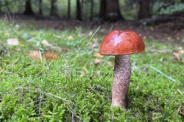 kozák smrekový Leccinum piceinum Pilát & Dermek