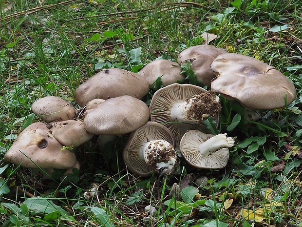 strmulec nakopený Lyophyllum decastes (Fr.) Singer