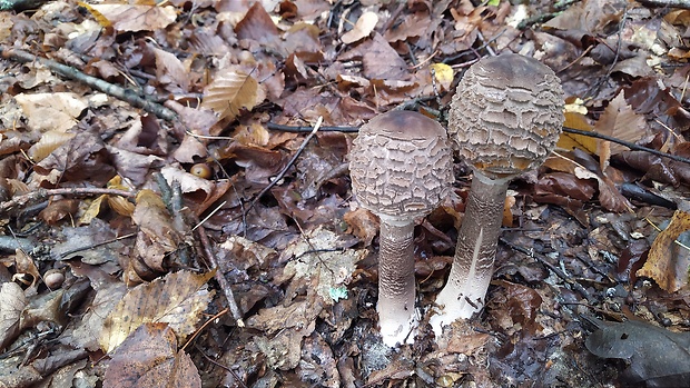 bedľa vysoká čiernohnedá Macrolepiota fuliginosa (Barla) Bon