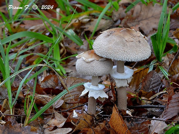 bedľa vysoká Macrolepiota procera (Scop.) Singer