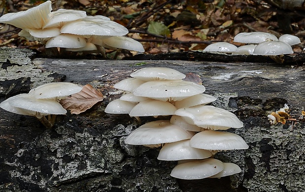 sliznačka obyčajná Mucidula mucida (Schrad.) Pat.