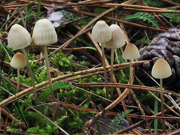 prilbička slizká Mycena epipterygia (Scop.) Gray