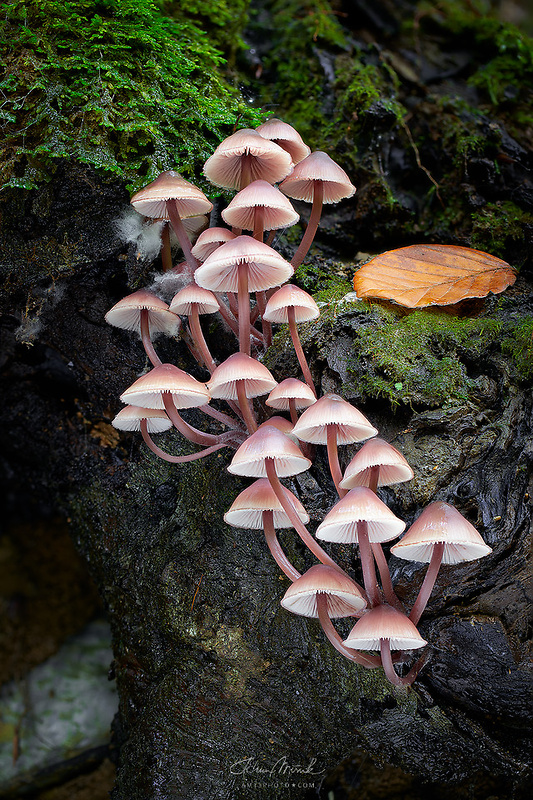 prilbička krvavomliečna Mycena haematopus (Pers.) P. Kumm.