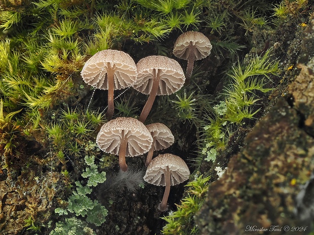 prilbička pomúčená Mycena meliigena (Berk. & Cooke) Sacc.