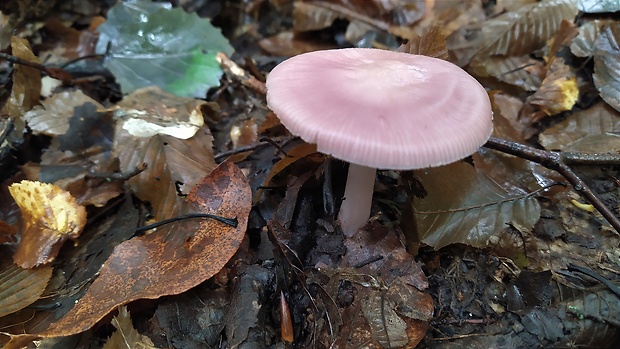 prilbička ružovkastá Mycena rosea Gramberg