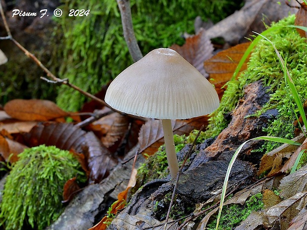 prilbička Mycena sp.