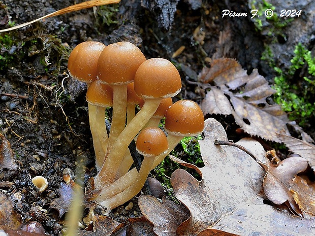 drobuľka vodomilná Psathyrella piluliformis (Bull.) P.D. Orton