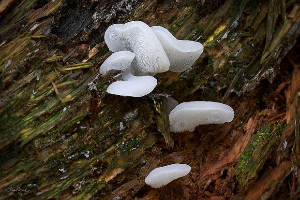 pajelenka želatínová Pseudohydnum gelatinosum (Scop.) P. Karst.