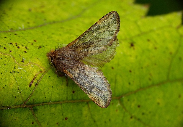 chochlatka javorová Ptilophora plumigera