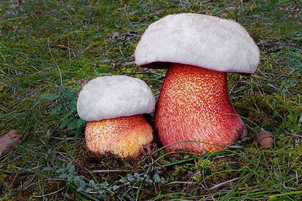 hríb purpurový Rubroboletus rhodoxanthus Kuan Zhao &amp; Zhu L. Yang