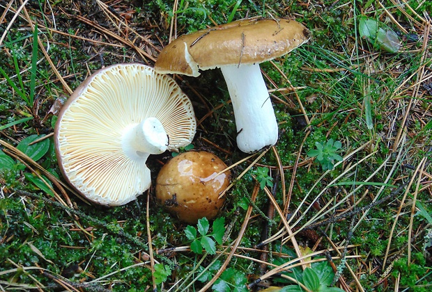 plávka Russula sp.