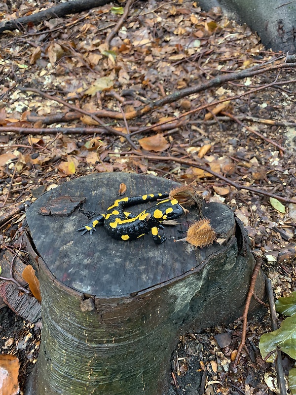 salamandra Škvrnitá Salamandra salamandra