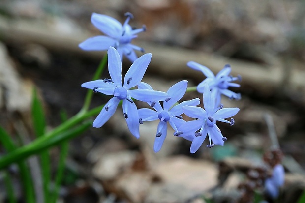 scila karpatská Scilla kladnii Schur