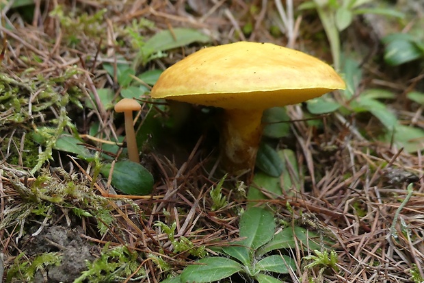 masliak smrekovcový Suillus grevillei (Klotzsch) Singer