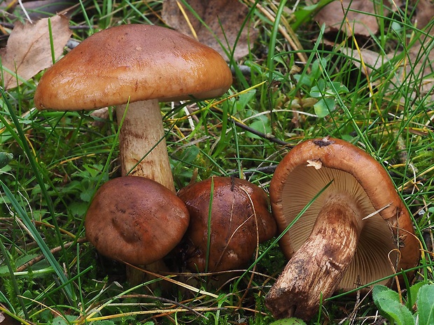 čírovka gaštanovohnedá Tricholoma ustale (Fr.) P. Kumm.