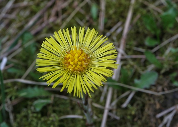 podbeľ liečivý Tussilago farfara L.