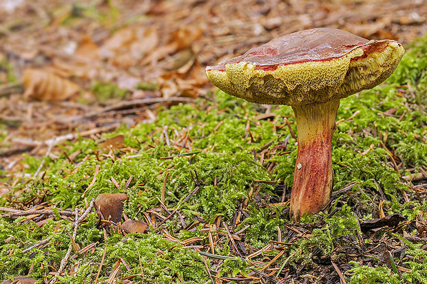 suchohríb Xerocomus sp.