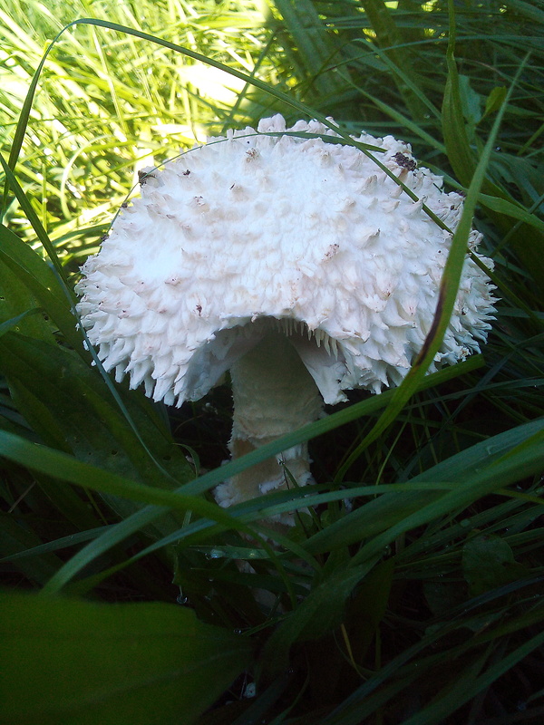 muchotrávka Vittadiniho Amanita vittadinii (Moretti) Vittad.