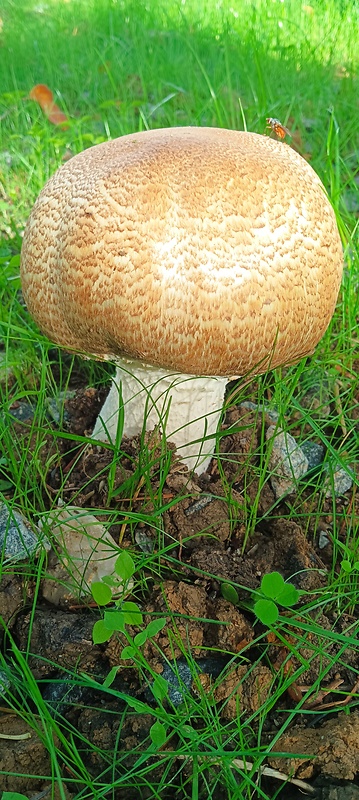 pečiarka obrovská Agaricus augustus Fr.