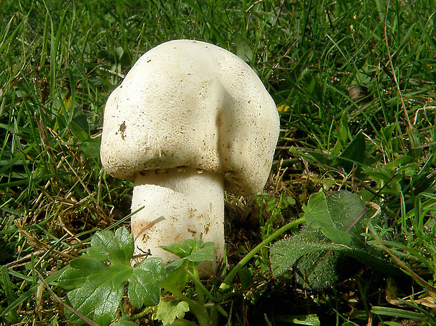 pečiarka Deylova Agaricus depauperatus (F.H. Møller) Pilát