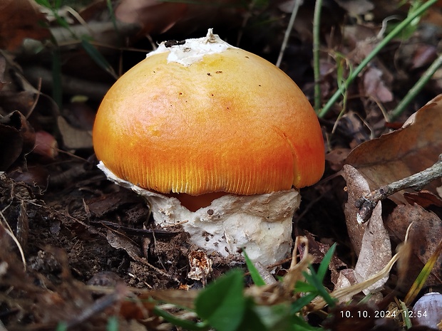 muchotrávka cisárska Amanita caesarea (Scop.) Pers.