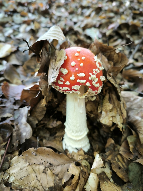 muchotrávka červená Amanita muscaria (L.) Lam.