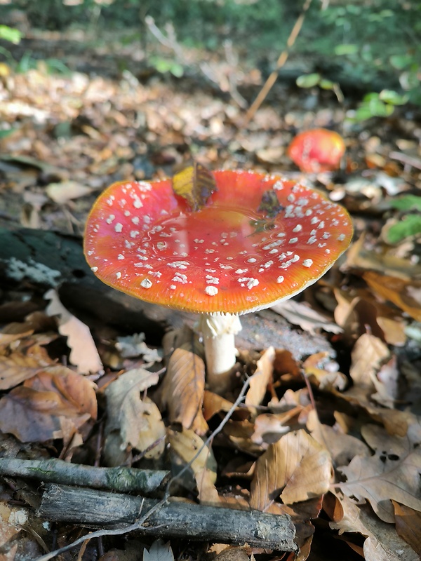 muchotrávka červená Amanita muscaria (L.) Lam.