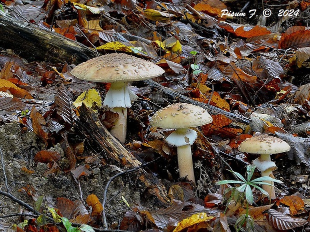 muchotrávka červenkastá Amanita rubescens Pers.