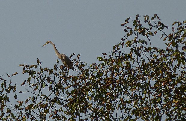 volavka purpurová Ardea purpurea