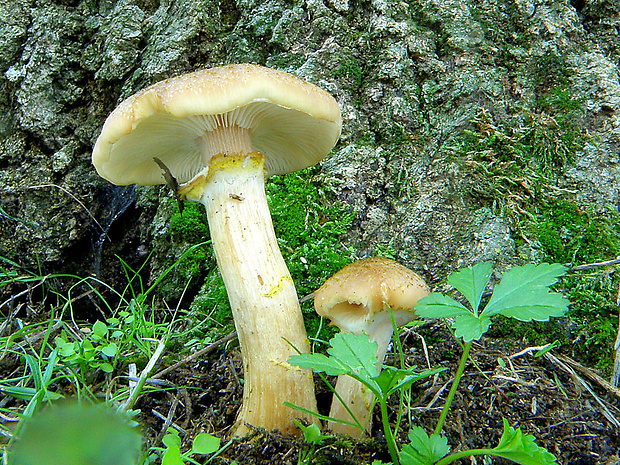 podpňovka obyčajná Armillaria mellea (Vahl) P. Kumm.