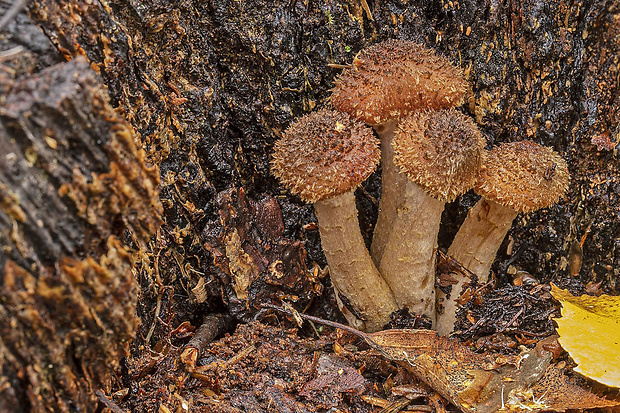 podpňovka tmavá Armillaria ostoyae (Romagn.) Herink