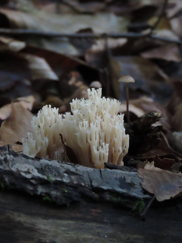 korunovec svietnikovitý Artomyces pyxidatus (Pers.) Jülich