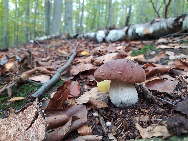 hríb smrekový Boletus edulis Bull.