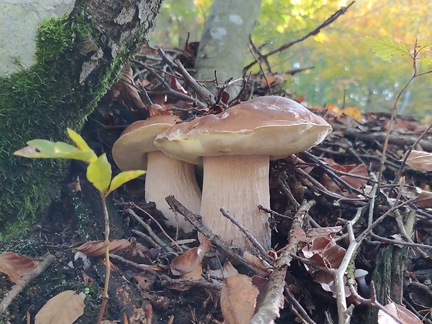 hríb smrekový Boletus edulis Bull.