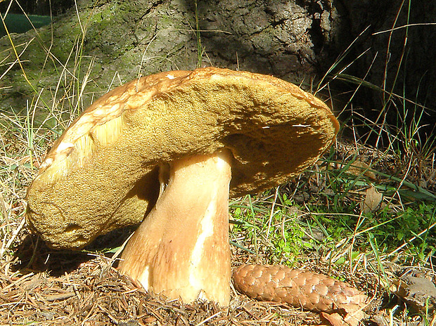 hríb smrekový Boletus edulis Bull.