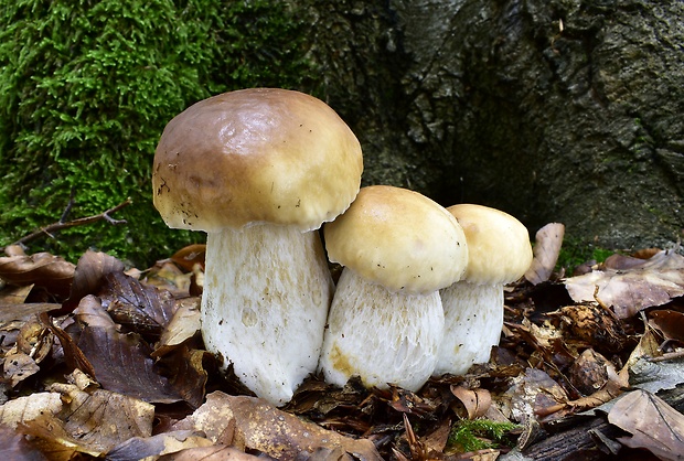 hríb smrekový Boletus edulis Bull.