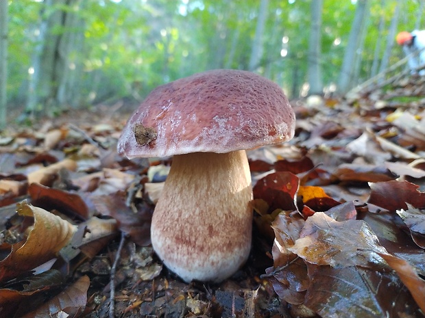 hríb sosnový Boletus pinophilus Pil. et Dermek in Pil.