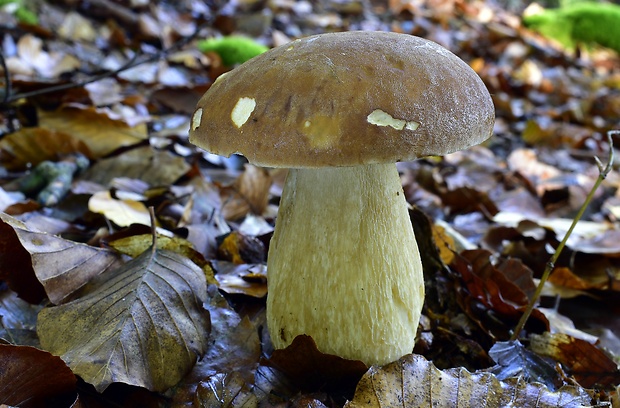 hríb dubový Boletus reticulatus Schaeff.