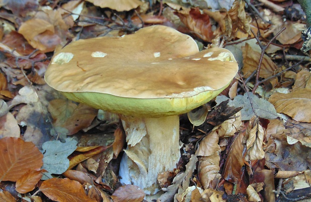 hríb Boletus sp.