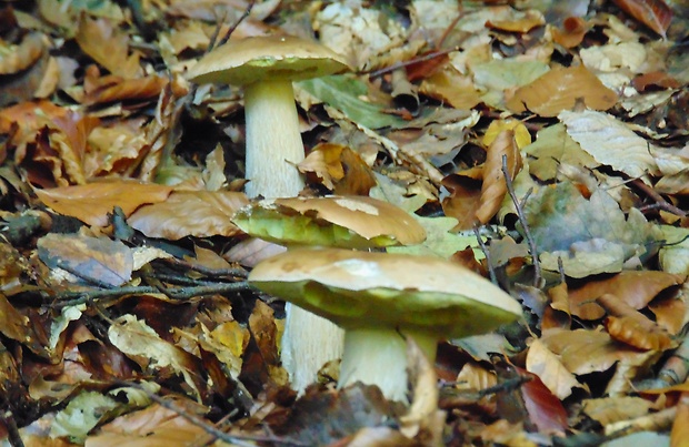 hríb Boletus sp.