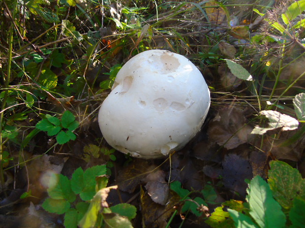 vatovec obrovský Calvatia gigantea (Batsch) Lloyd