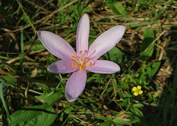 jesienka obyčajná Colchicum autumnale