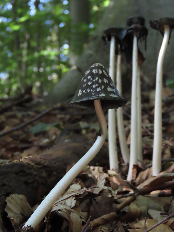 hnojník strakatý Coprinopsis picacea (Bull.) Redhead, Vilgalys & Moncalvo