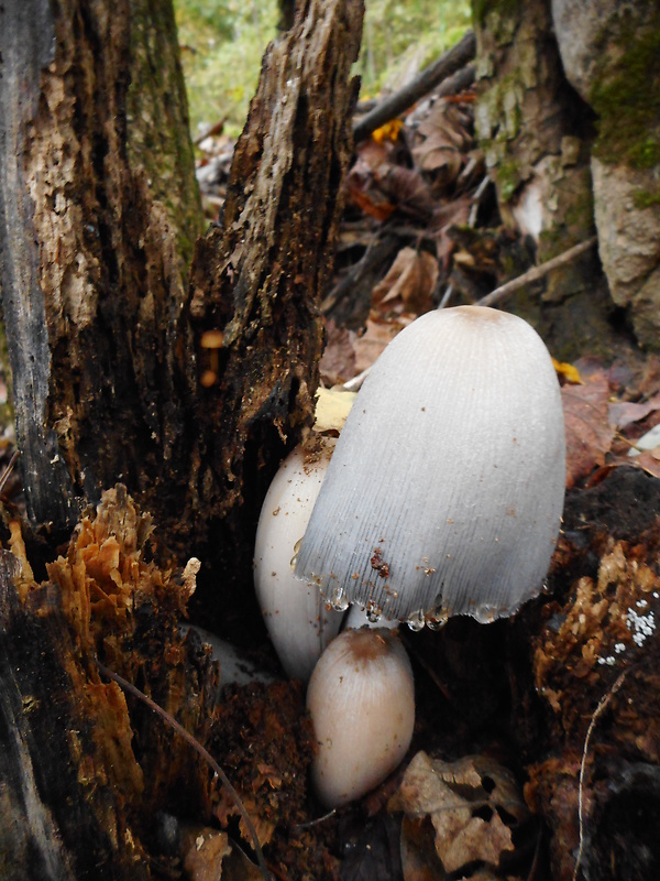 hnojník Coprinopsis sp.