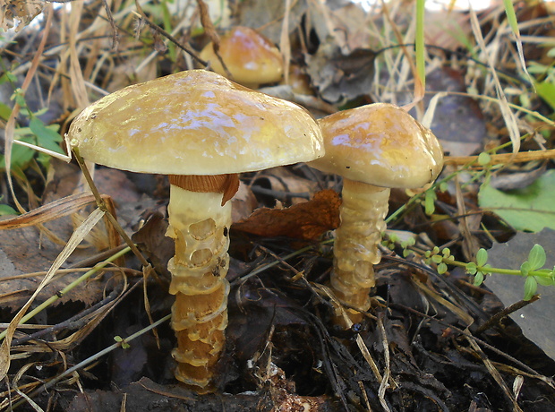 pavučinovec Cortinarius sp.