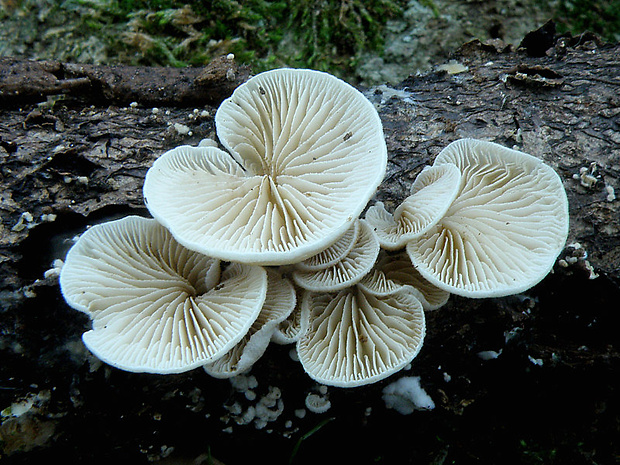 pahliva Crepidotus sp.