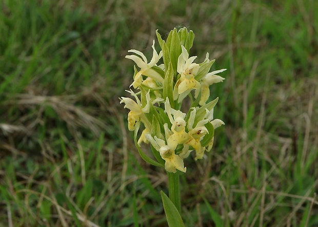 vstavačovec bazový Dactylorhiza sambucina (L.) Soó