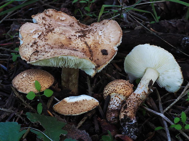 bedlička ježatá Echinoderma echinaceum (J.E. Lange) Bon