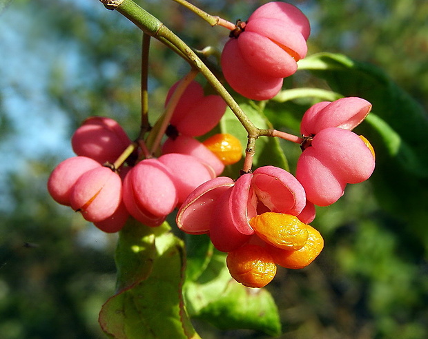 bršlen európsky Euonymus europaeus L.