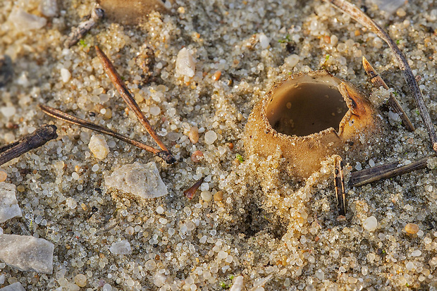 hrobnička Geopora sp.